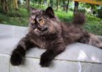 Parsian female adult Cat