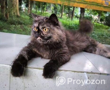 Parsian female adult Cat