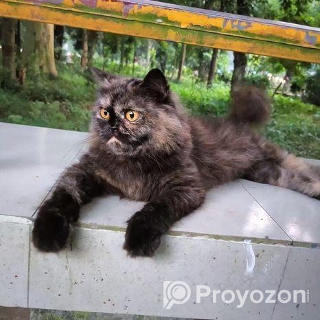 Parsian female adult Cat