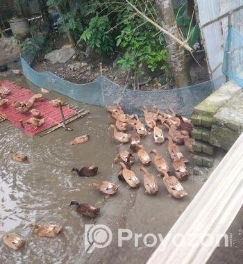 খাকি ক্যাম্বেল হাঁস ওরজিনাল