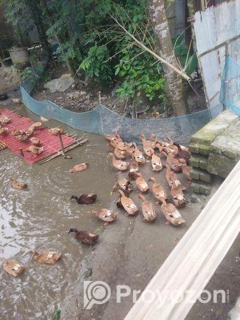 খাকি ক্যাম্বেল হাঁস ওরজিনাল