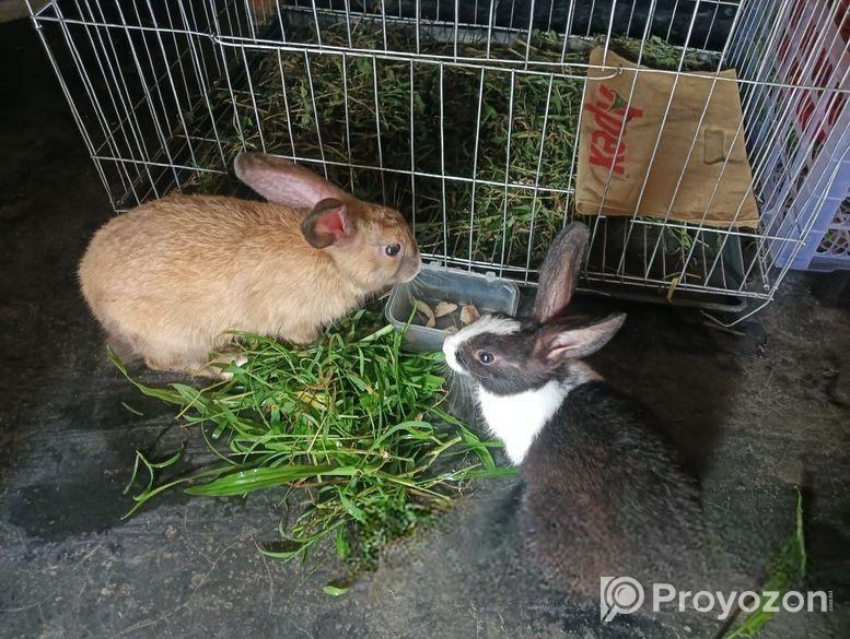 পোসা খরগোশ