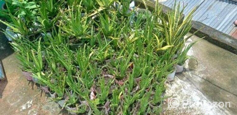 উন্নত মানের এ্যালোভেরা চারা ও স্নেক প্ল্যান