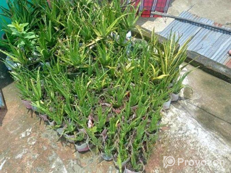 উন্নত মানের এ্যালোভেরা চারা ও স্নেক প্ল্যান