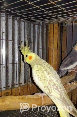 ঝর্না ককাটেলে