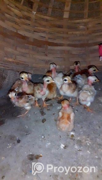 দেশী গলাছিলা মুরগীর বাচ্চা