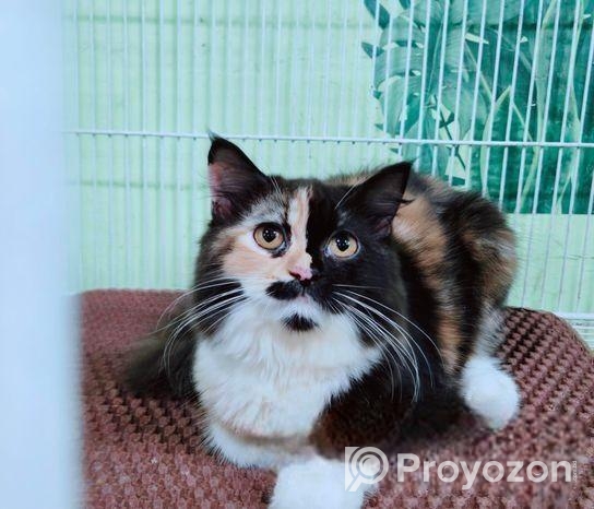 ত্রিপল কোড পিওর পার্শিয়ান বিড়াল