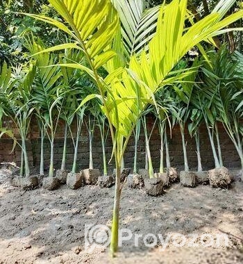 শুপারি গাছ