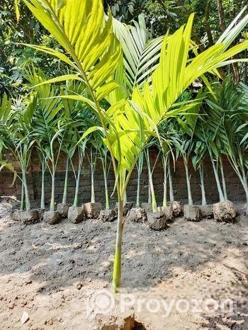 শুপারি গাছ