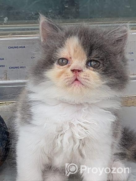 এক্সটিক ব্লাদলাইন পারসিয়ান