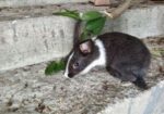 Rabbit for sell