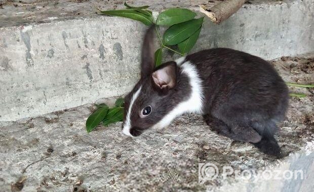 Rabbit for sell