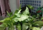 Arrowhead Plant