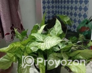 fitted-26_2025-09-23_10-11-45