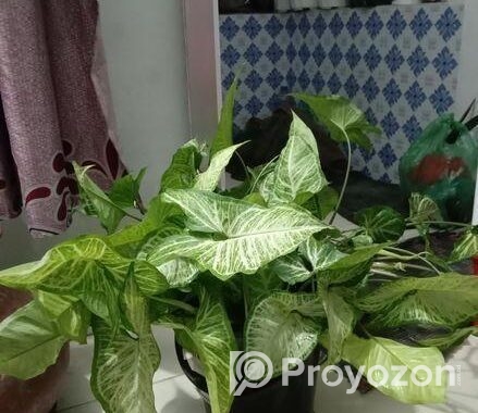 Arrowhead Plant