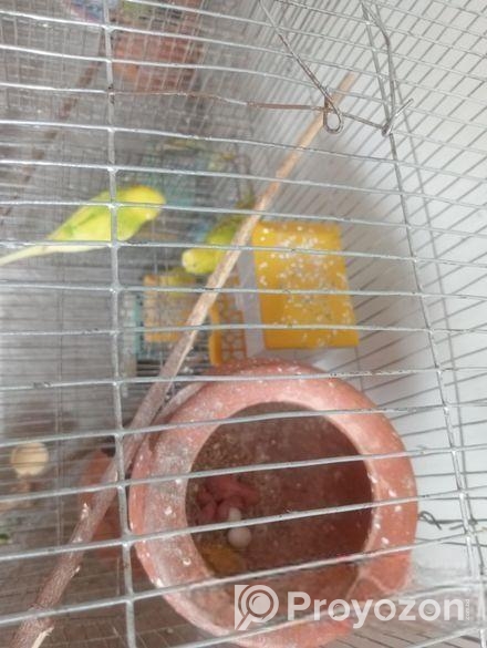 রানিং পাখি বিক্রি