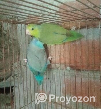 রানিং ফরপাস