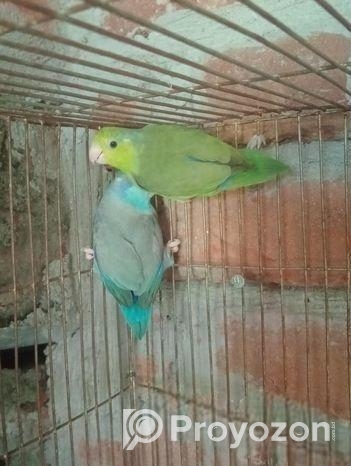 রানিং ফরপাস