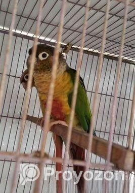 রানিং ইয়োলো সাইড+ গ্রীনচিক কনুর পাখি জোড়া