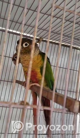 রানিং ইয়োলো সাইড+ গ্রীনচিক কনুর পাখি জোড়া