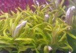 Aquatic Plants