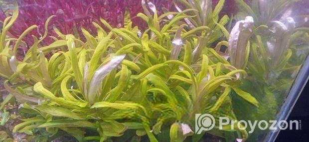 Aquatic Plants
