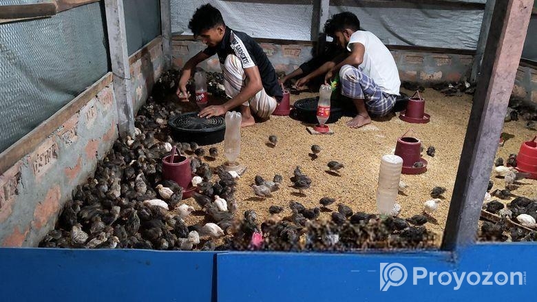 কোয়েল পাখি বিক্রি করা হলো