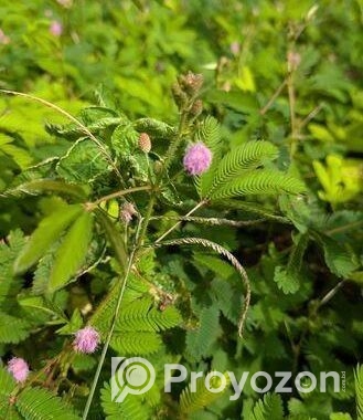 লজ্জাবতী গাছ