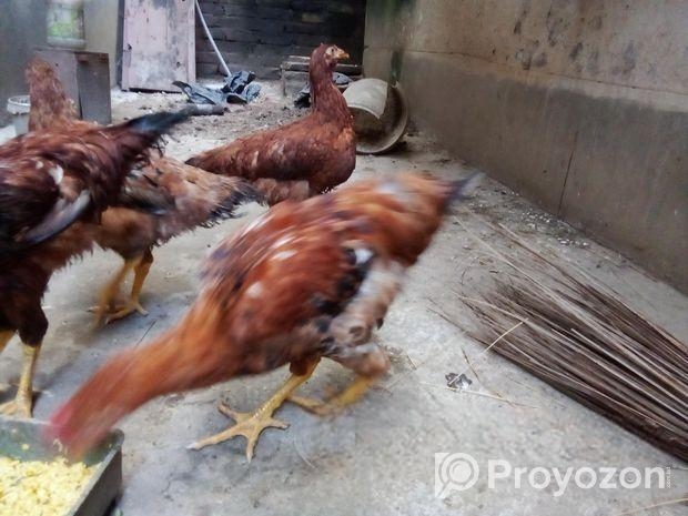 মুরগি বিক্রি করা হবে
