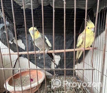 Cocatail Adult