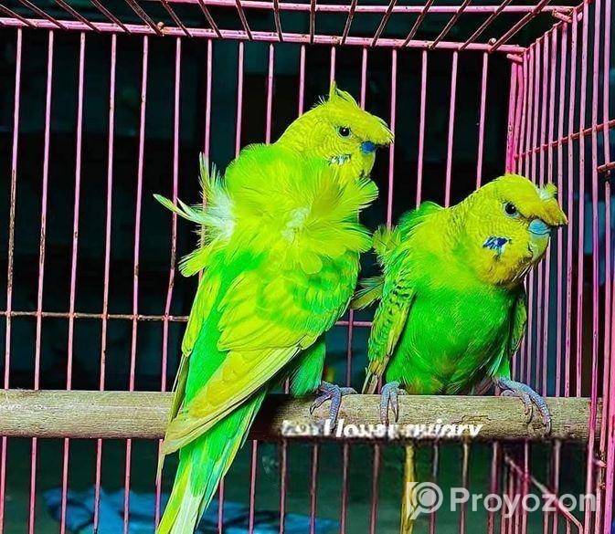 জাপানিজ বাজরিগার