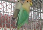 Love bird pair for sell