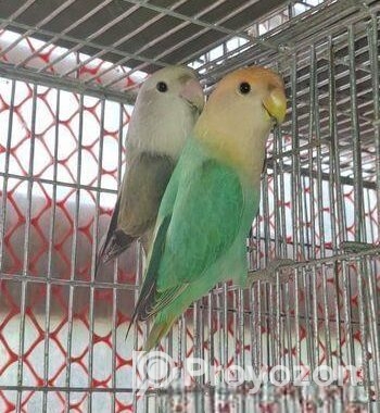 Love bird pair for sell