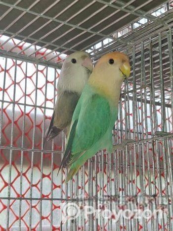 Love bird pair for sell