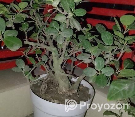 Bonshai Tree