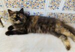 Parsian female adult Cat