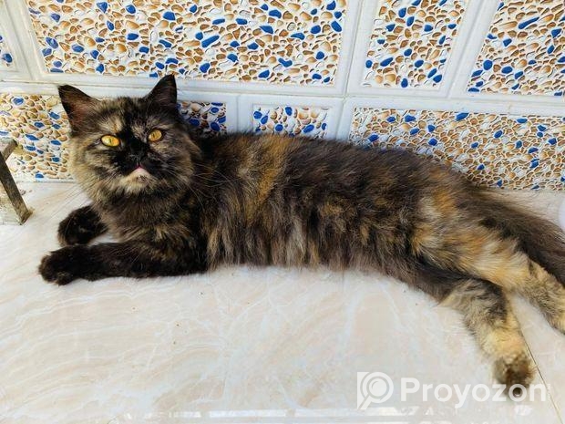 Parsian female adult Cat