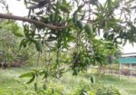মাওনা, গাজীপুরে জমি বিক্রয়