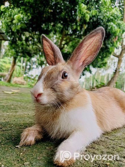 পোসা খরগোশ