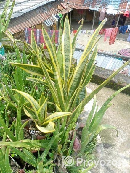 উন্নত মানের এ্যালোভেরা চারা ও স্নেক প্ল্যান