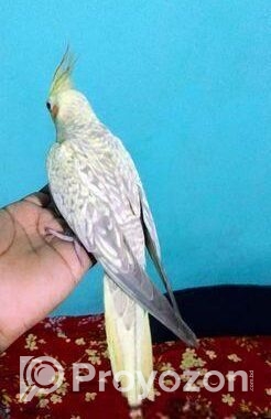 ঝর্না ককাটেলে