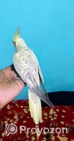 ঝর্না ককাটেলে