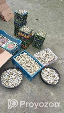 কোয়েল পাখি ডিম