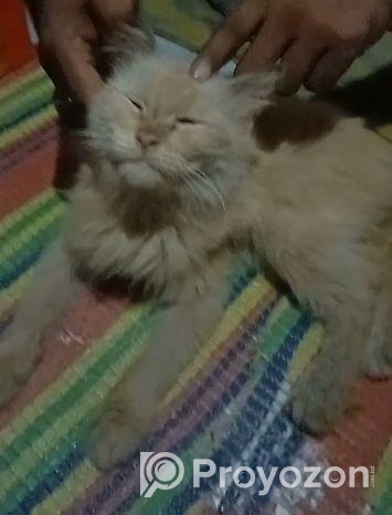 পার্সিয়ান বিড়াল (male)