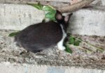Rabbit for sell