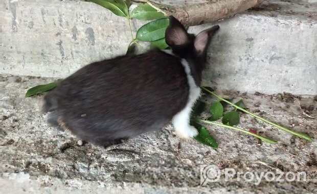 Rabbit for sell