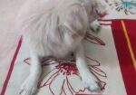 Spitz Puppy