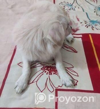 Spitz Puppy