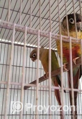 রানিং ইয়োলো সাইড+ গ্রীনচিক কনুর পাখি জোড়া