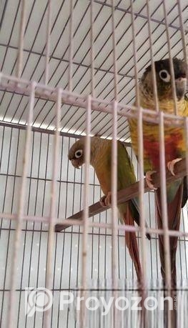 রানিং ইয়োলো সাইড+ গ্রীনচিক কনুর পাখি জোড়া